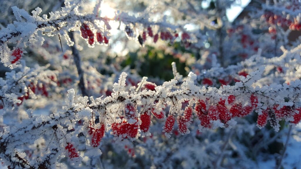 Garten im Winter