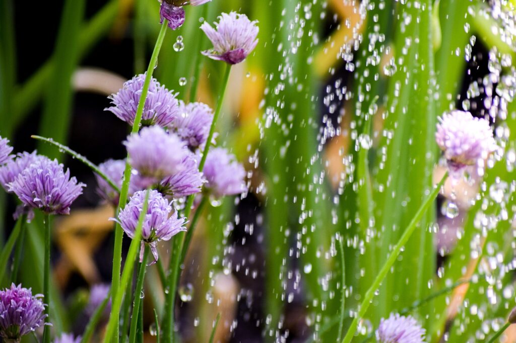 Gartenpflege
