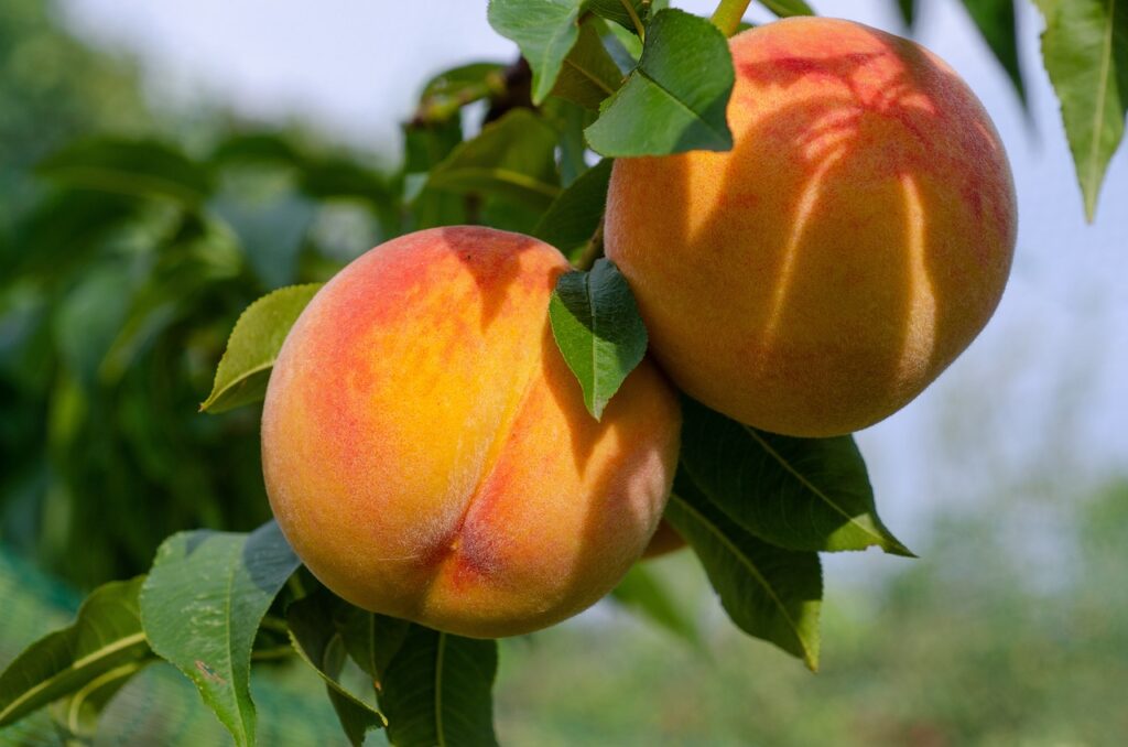 Pfirsichbaum schneiden