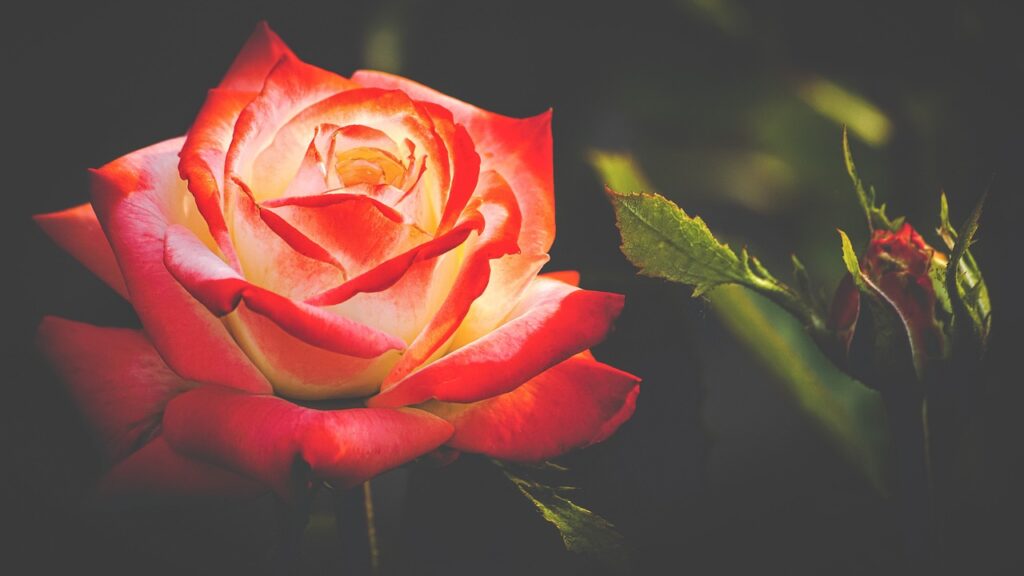 Rosenpflege