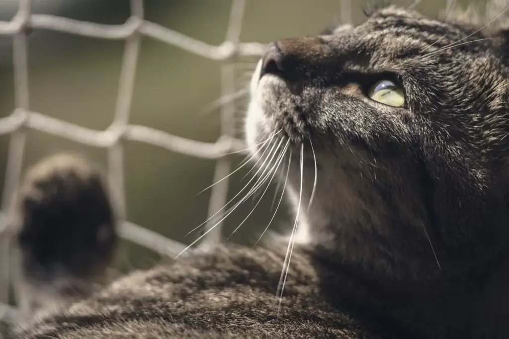 Barfen für Katzen