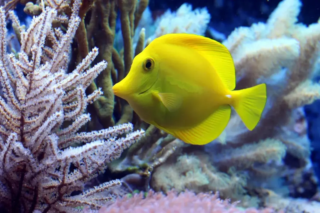 Salzwasseraquarium