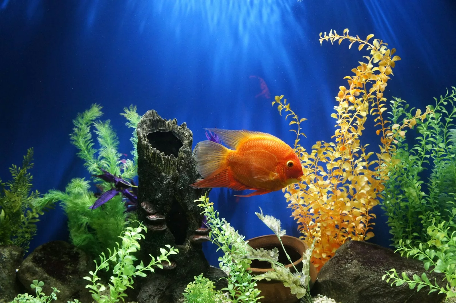Aquaristik