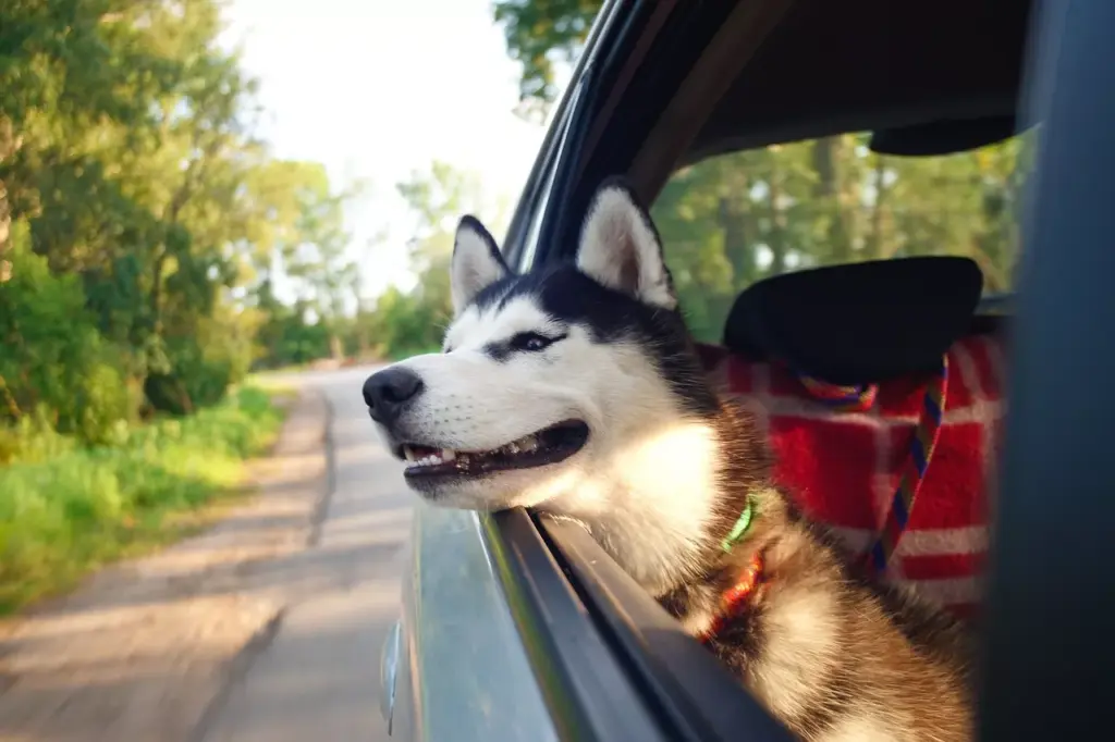 Reise mit Hund