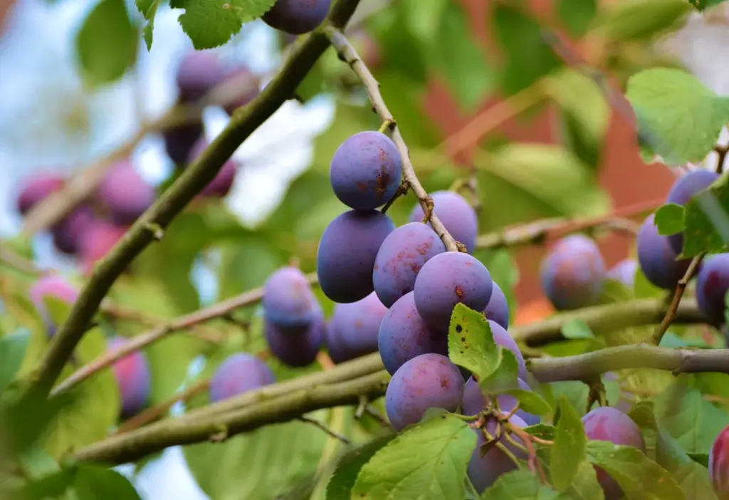 Pflaumenbaum