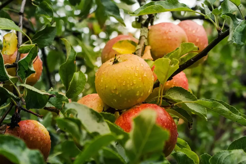 Verjüngungsschnitt bei Obstbäumen